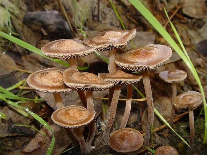 Psychological And Spiritual Healing Experiences Psilocybin Magic