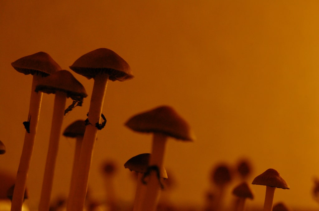 Psychedelic Rehabilitation: Can Psilocybin Mushrooms Reduce Recidivism?