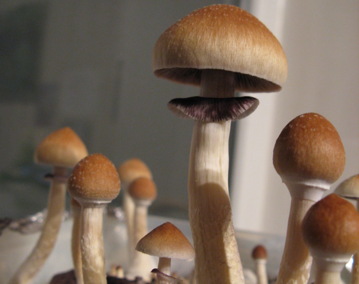 What's the Right Psychedelic Mushrooms Dosage? Deciding the Best Dose