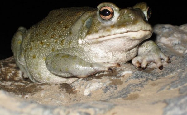 Exploring the Sacred Power of 5-MeO-DMT and the Psychedelic Toad ...