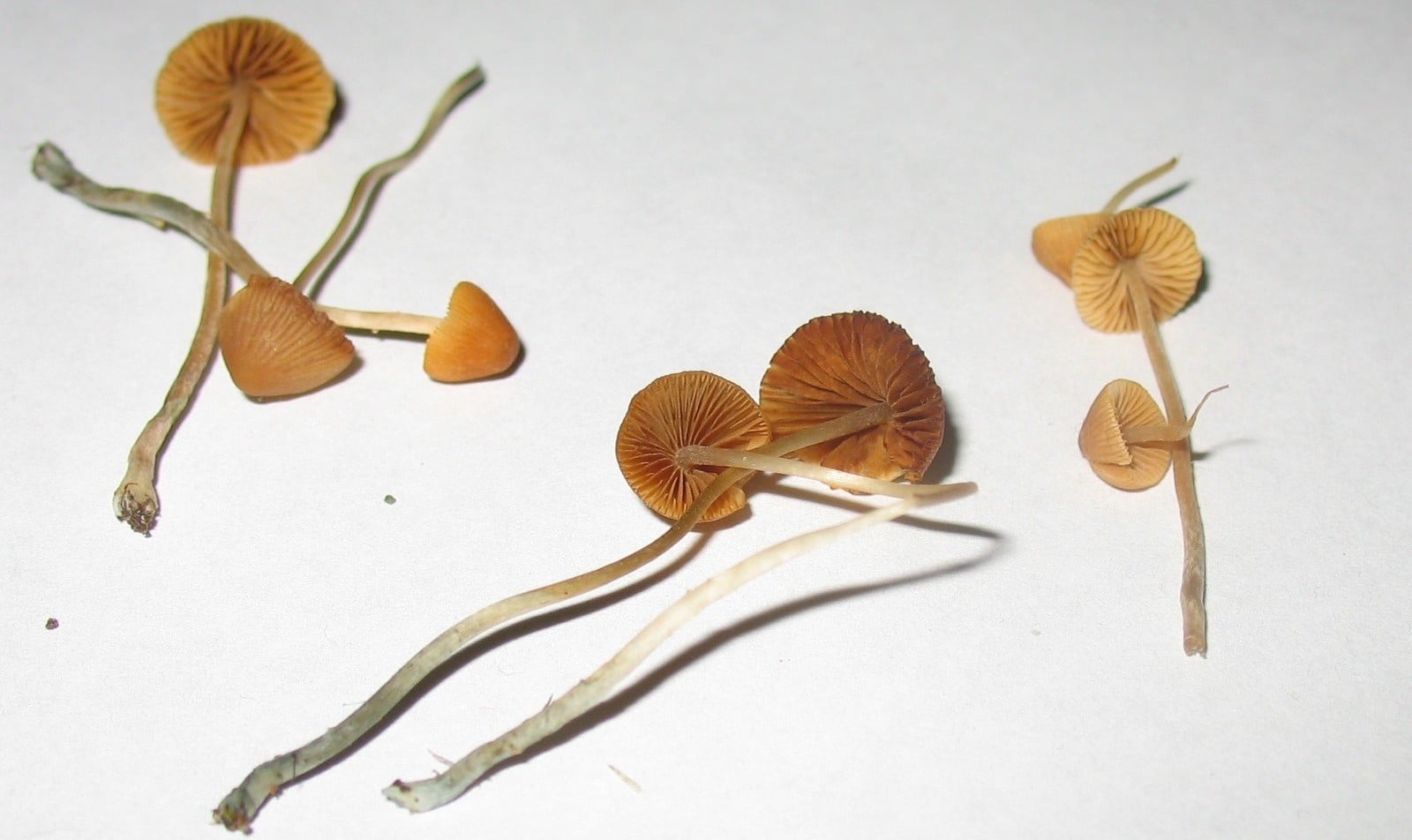 The Taxonomy of Magic Mushrooms: A Guide to 4 Psilocybin Mushrooms and Their Varied Effects