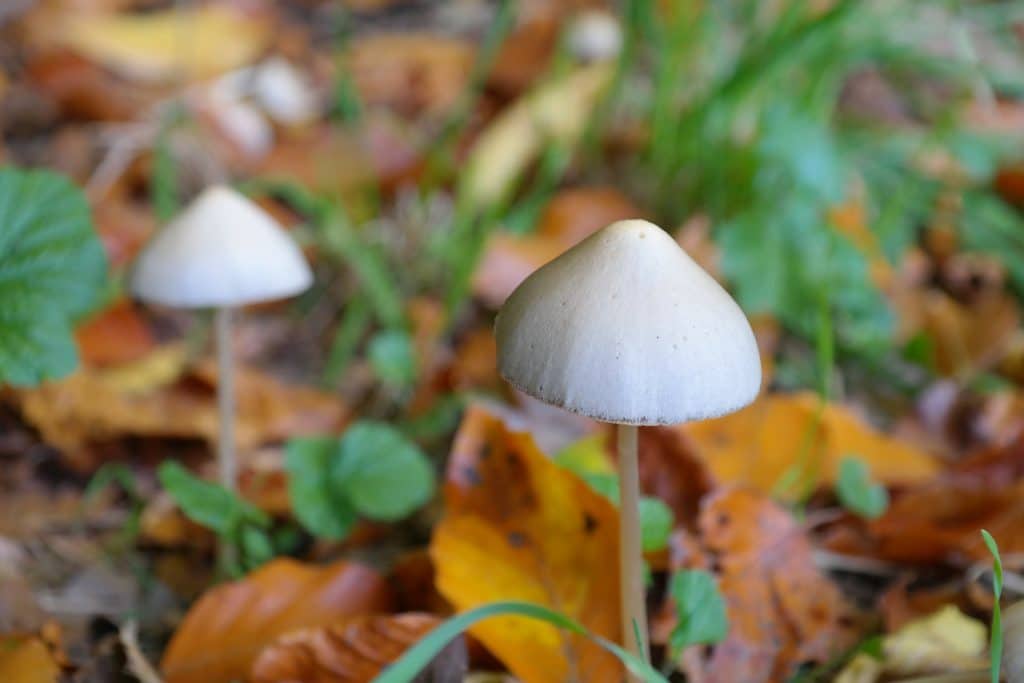 psilocybin review