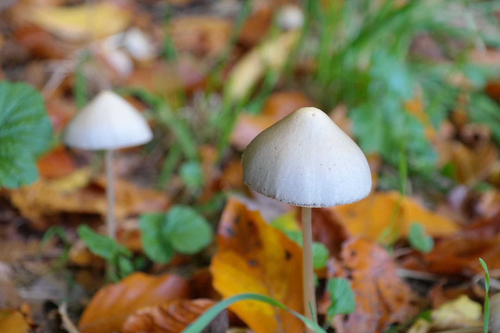 New Psilocybin Review: It’s Safe, Highly Effective and Begs Further Study