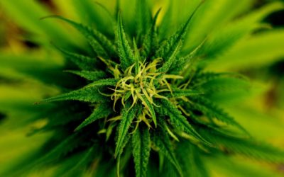 Cannabis Crunch — Gorilla Glue Sues, MMJ Pitfalls In NY, and FDA Looking Into Cannabis Claims