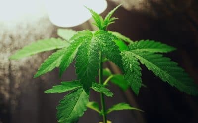 Cannabis Crunch — Toxins In Dabs, FBI Pot Arrest Stats And Snoop Dogg’s Marijuana Tech Company