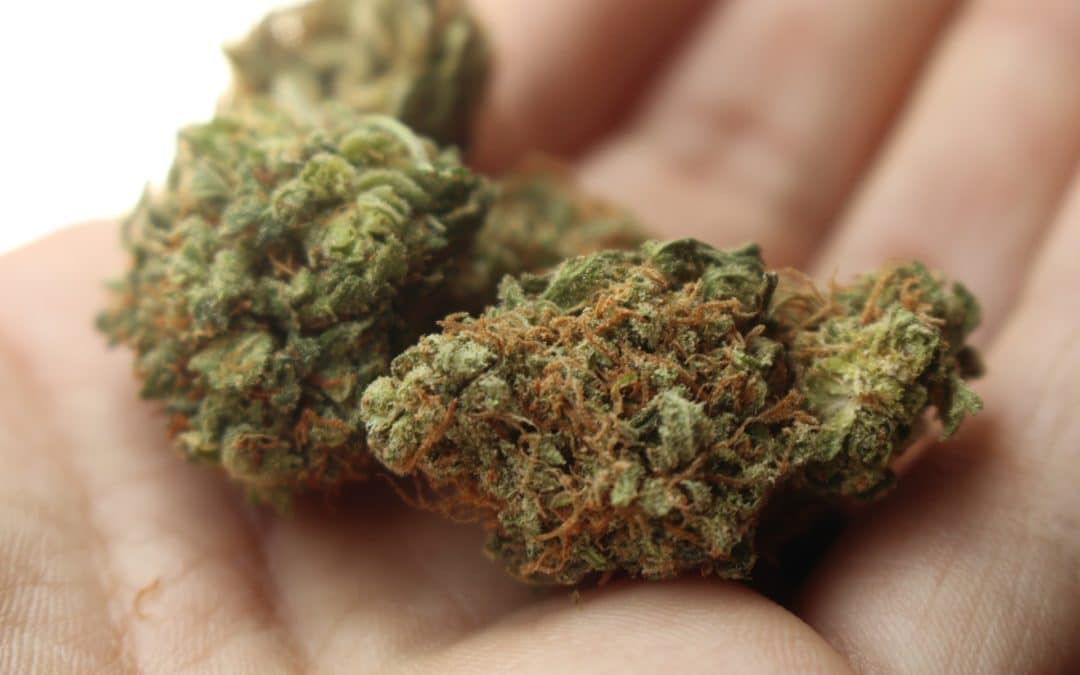 Cannabis Crunch — Texas Medical Marijuana, Weed Delivery Driver Sting And New Zealand Considering Cannabis Legalization