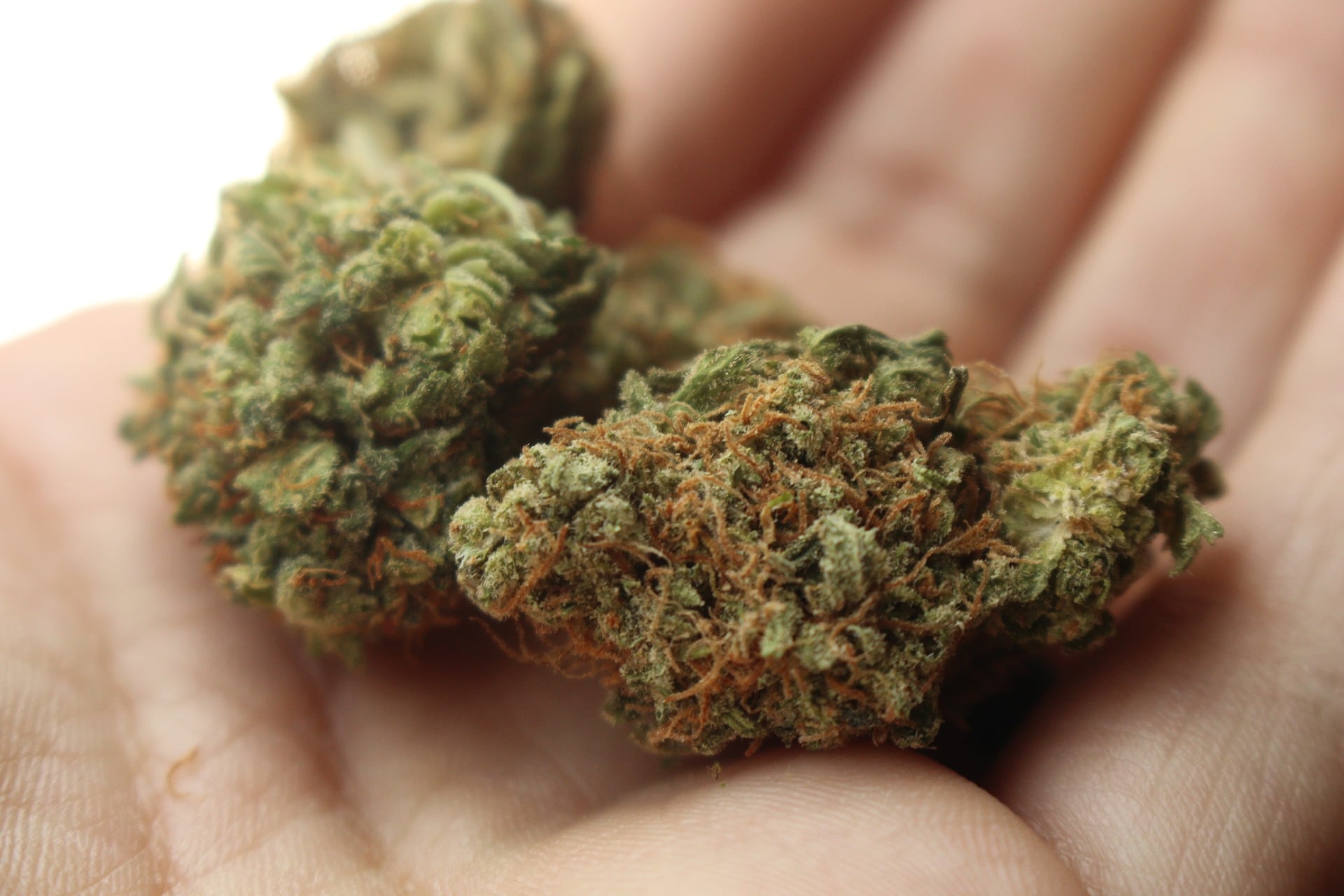 Cannabis Crunch — Texas Medical Marijuana, Weed Delivery Driver Sting And  New Zealand Considering Cannabis Legalization - Psychedelic Times