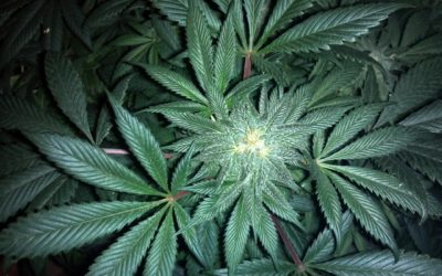 Cannabis Crunch — Weed May Fight Liver Disease, Burning Marijuana Farms and 12-Year-Old Justice Reformers