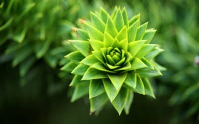 Want To Stop Climate Change? Science Suggests Psychedelics Will Help You Love Nature