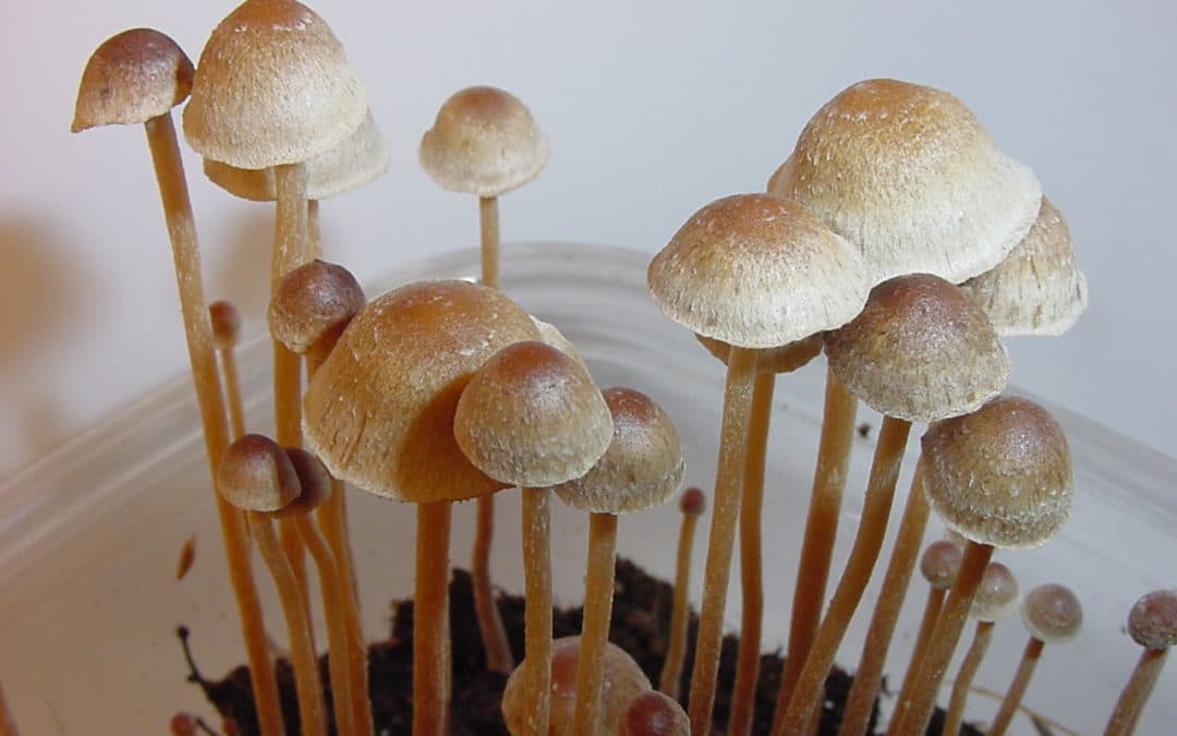 Two Magic Mushroom Studies Suggest Psychedelics Increase Spirituality, Decrease Criminal Behavior
