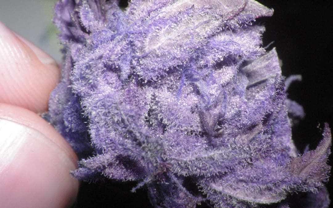 Cannabis Crunch — Marijuana Tops Conflict Minerals, Florida Ignoring MMJ Law, And We Need More Weed Scientists