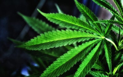 Cannabis Crunch — 12-Year-Old Girl Sues Sessions, Billion Dollar Urine Screens and Weed Election Results