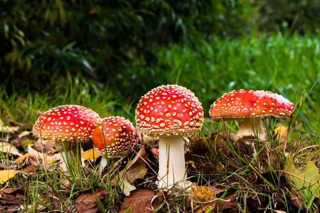 amanita muscaria