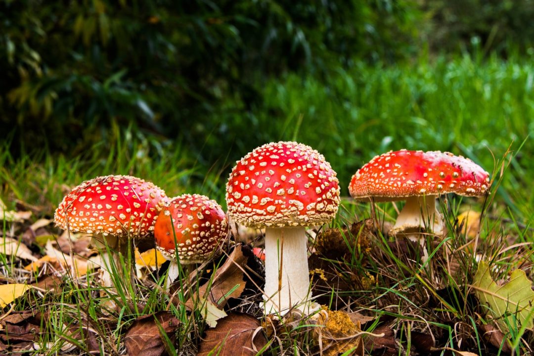Amanita Muscaria and Psilocybin in Early Christian Art Interview with