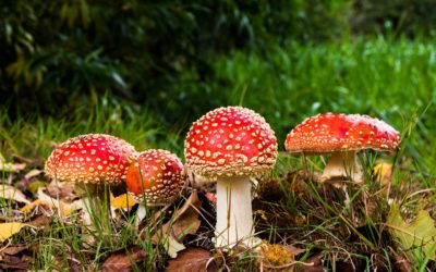 Amanita Muscaria and Psilocybin in Early Christian Art: Interview with Jerry Brown