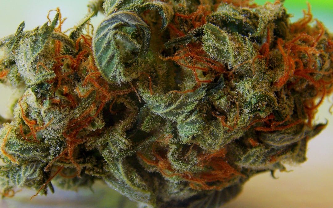 Cannabis Crunch — DEA THC Favoritism, California Expunging Pot Offenses, And Italy’s Army Weed