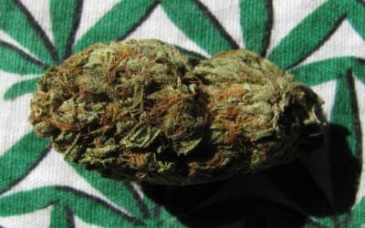 Cannabis Crunch — How Alcohol And Opioids Are Falling To Cannabis, Plus Weed Nasal Sprays, Guns In Hawaii
