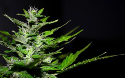 Cannabis Crunch Monthly — What’s In Store For Marijuana In 2018