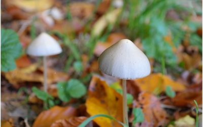 Mushrooms May Have Developed Psilocybin to Ward Off Insects