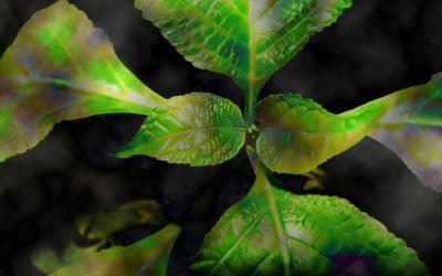 The Strange Realm of Salvia Research