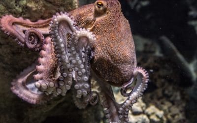 Weird Science: Octopuses Rolling on MDMA Become More Social