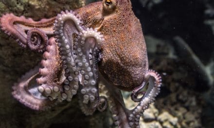 Weird Science: Octopuses Rolling on MDMA Become More Social