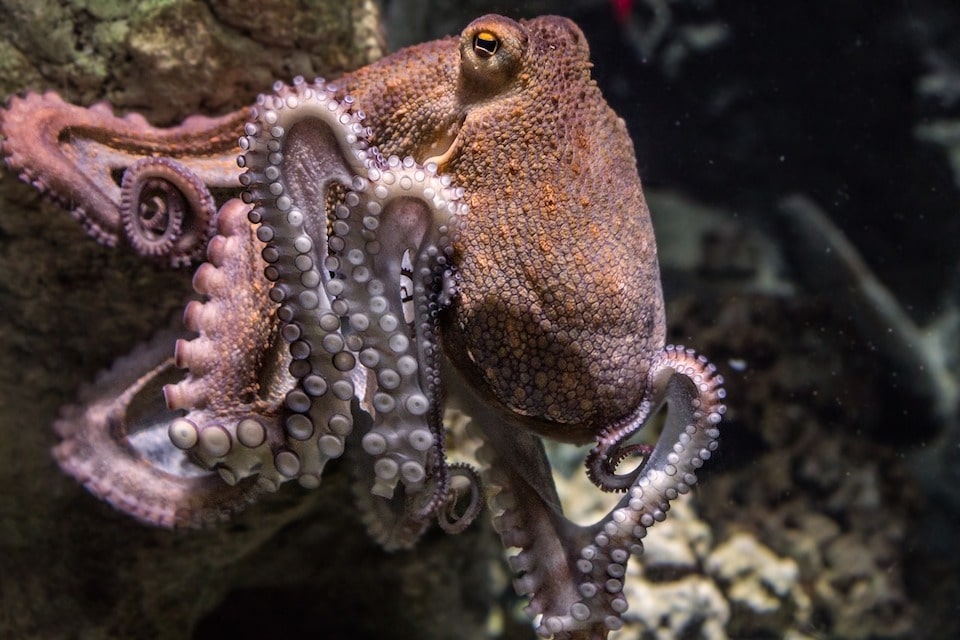 Octopuses