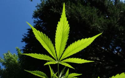 Hemp Hemp Hooray: What the Farm Bill Means For The Future of Hemp Science