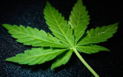 “A Big-Ass Civics Lesson From Hell”: Leo M. Bridgewater on Failed Marijuana Legalization in New Jersey and How to Mobilize Voters