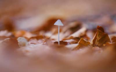 How Activists Are Transitioning After Denver Psilocybin Decriminalization