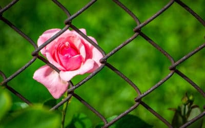 Supporting Psychedelic Prisoners with Scales of Justice: Interview with Julian Vayne