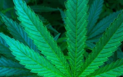 Is Your Weed Vegan? How Vegan Weed and Veganic Farming Avoids Fertilizers that Impact the Purity and Safety of Cannabis