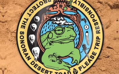 Naturalist and Artist Team Up to Save Sonoran Desert Toads