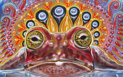 5-MeO-DMT: Light and Shadow in the Psychedelic Toad