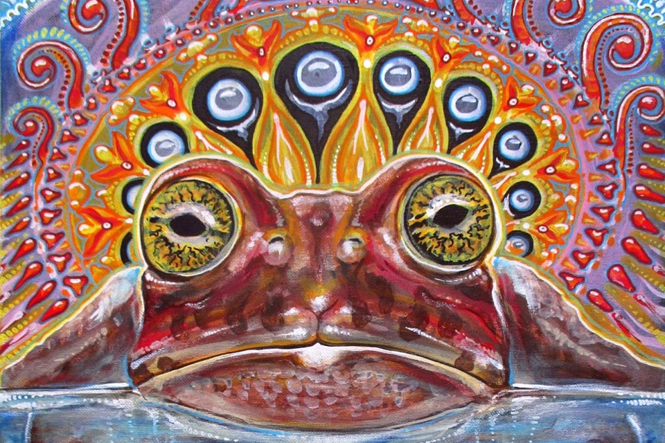 This article on the psychedelic toad is a guest post by Sean Lawlor (@seanplawlor). Sean is a writer and student of Transpersonal Counseling at Naropa