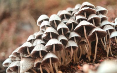Denver’s Psilocybin Policy Panel and the Magic Mushroom Debate