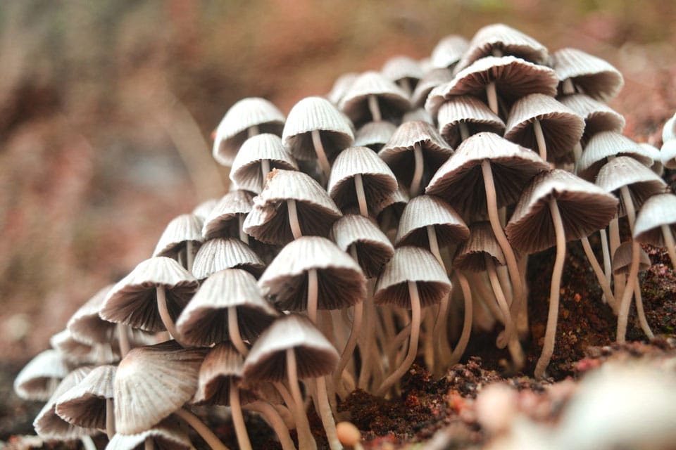 Denver’s Psilocybin Policy Panel and the Magic Mushroom Debate