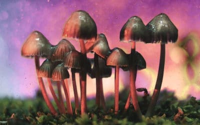 Psilocybin Emerges From the Underground Into the Light: How Will Culture Shift?