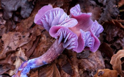 Miracles, Medicine and Mycelial Networks: A Conversation with Louie Schwartzberg