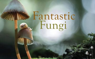 Fantastic Fungi – The Magic Beneath Us: Interview with Filmmaker Louie Schwartzberg