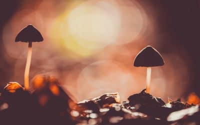 Potentiating Psilocybin: MAOIs and the Entourage Effect