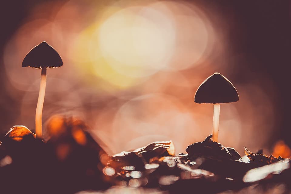 Potentiating Psilocybin: MAOIs and the Entourage Effect