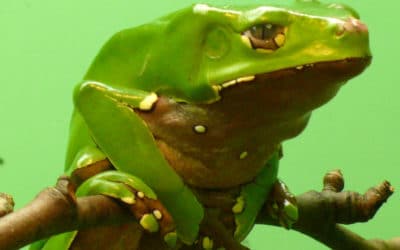 Kambo Healing: Leapfrogging from One Jungle to Another