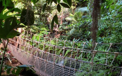 How Medical Science Grapples with Psychedelic Plants like Ayahuasca and Ibogaine: A Conversation with Professor David Nutt
