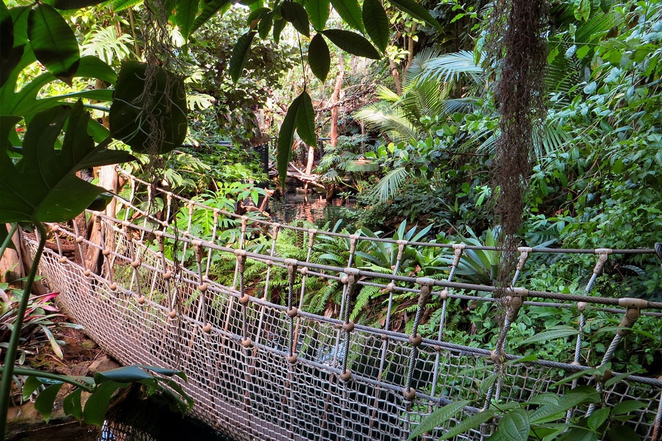 How Medical Science Grapples with Psychedelic Plants like Ayahuasca and Ibogaine: A Conversation with Professor David Nutt