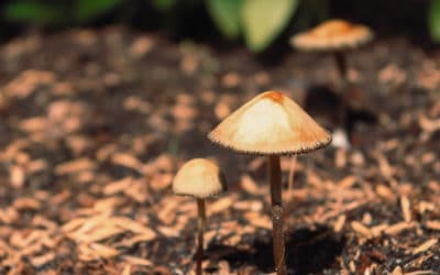 Psilocybin Therapy: An Age-Old Remedy Making Its Comeback In Today’s Fight Against Mental Illness