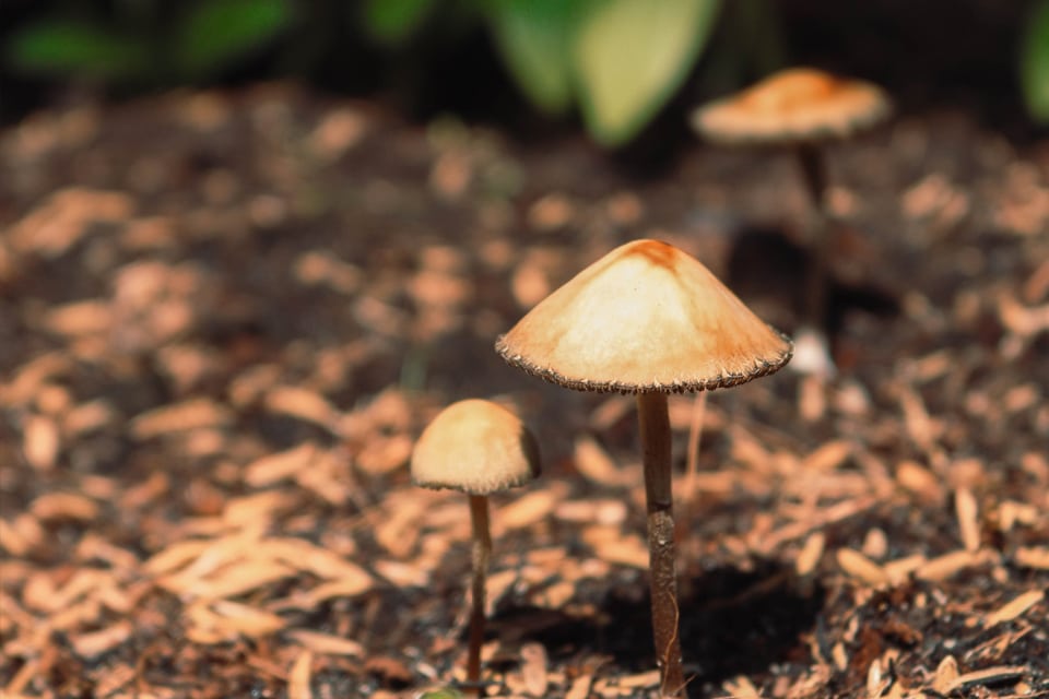 psilocybin therapy